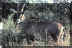 bastergemsbok1.JPG (37403 bytes)