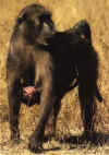 bobbejaan.JPG (24449 bytes)
