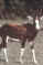 bontebok1.JPG (8313 bytes)