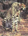 cheetah1.JPG (17842 bytes)