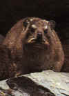 dassie.JPG (17062 bytes)