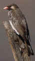 heuningvoeltjie.JPG (18285 bytes)
