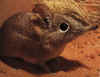 klaasneus.JPG (27601 bytes)