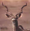 kudu5.JPG (11147 bytes)
