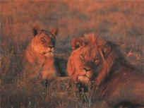 lion2.JPG (11183 bytes)