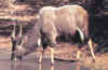 njala1.JPG (16493 bytes)