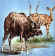 nyala.JPG (38376 bytes)
