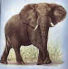 olifant.JPG (26623 bytes)