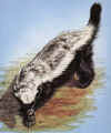 ratel.JPG (23239 bytes)