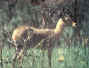 ribbok1.JPG (9710 bytes)