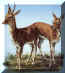 rooiribbok.JPG (26942 bytes)