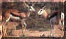 springbok1.JPG (11224 bytes)