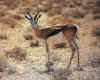 springbok.JPG (4358 bytes)