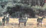 waterbok1.JPG (23451 bytes)