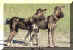 wildehond1.jpg (13047 bytes)