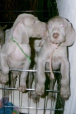 The 
Weimaraner Web Ring!