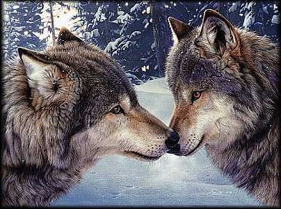 Jonothan & Shelley wolf