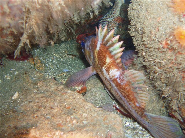 Hazardous Marine Life.&nbsp; Sign up today