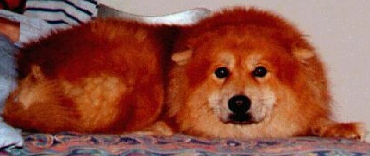 Ginger (April 1, 1995 - February 6 ,2008)