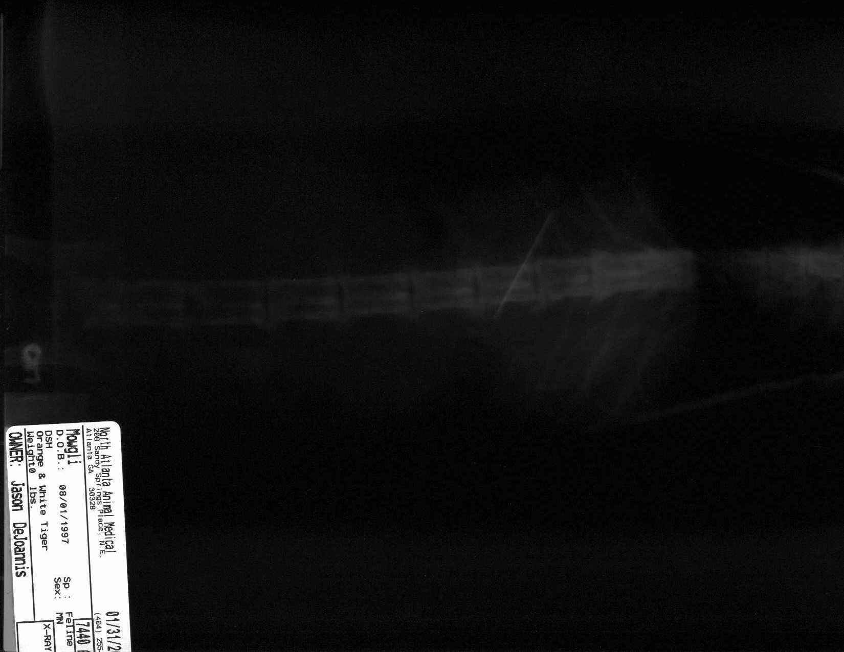 xray of stomach