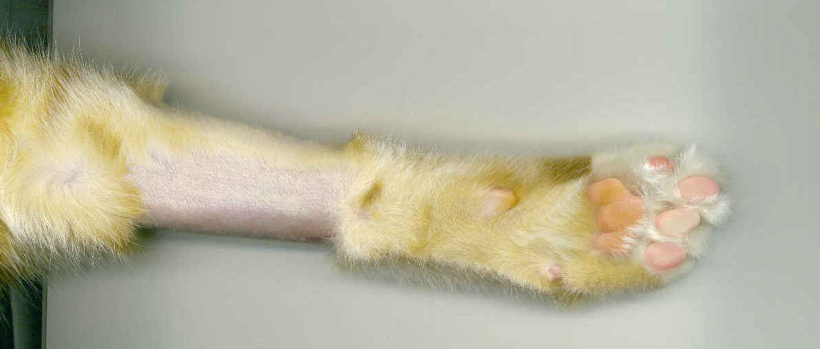 shaved paw
