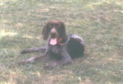My Buddy Bucky