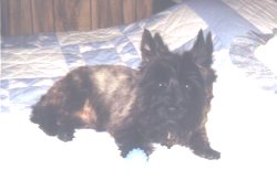My Toto Dog 