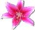 darkpinklily.jpg (1606 bytes)