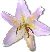 lilylavender.jpg (1691 bytes)