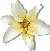 lilyyellow.jpg (1676 bytes)