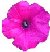 magentapetunia.jpg (1946 bytes)