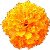 marigoldorange.jpg (1969 bytes)