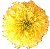 marigoldyellow.jpg (1830 bytes)
