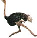 ostrich.jpg (2411 bytes)