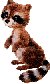 racccoon.jpg (2710 bytes)