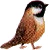 sparrow.jpg (3696 bytes)
