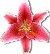 stargazerlily.jpg (1905 bytes)