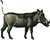 warthog.jpg (3316 bytes)