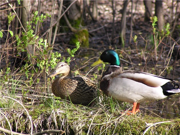 mes canards malard fid�les � chaque printemps !