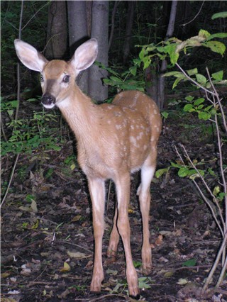 voici un des 2 chevreuils qui visitait mon terrain t�t le matin...