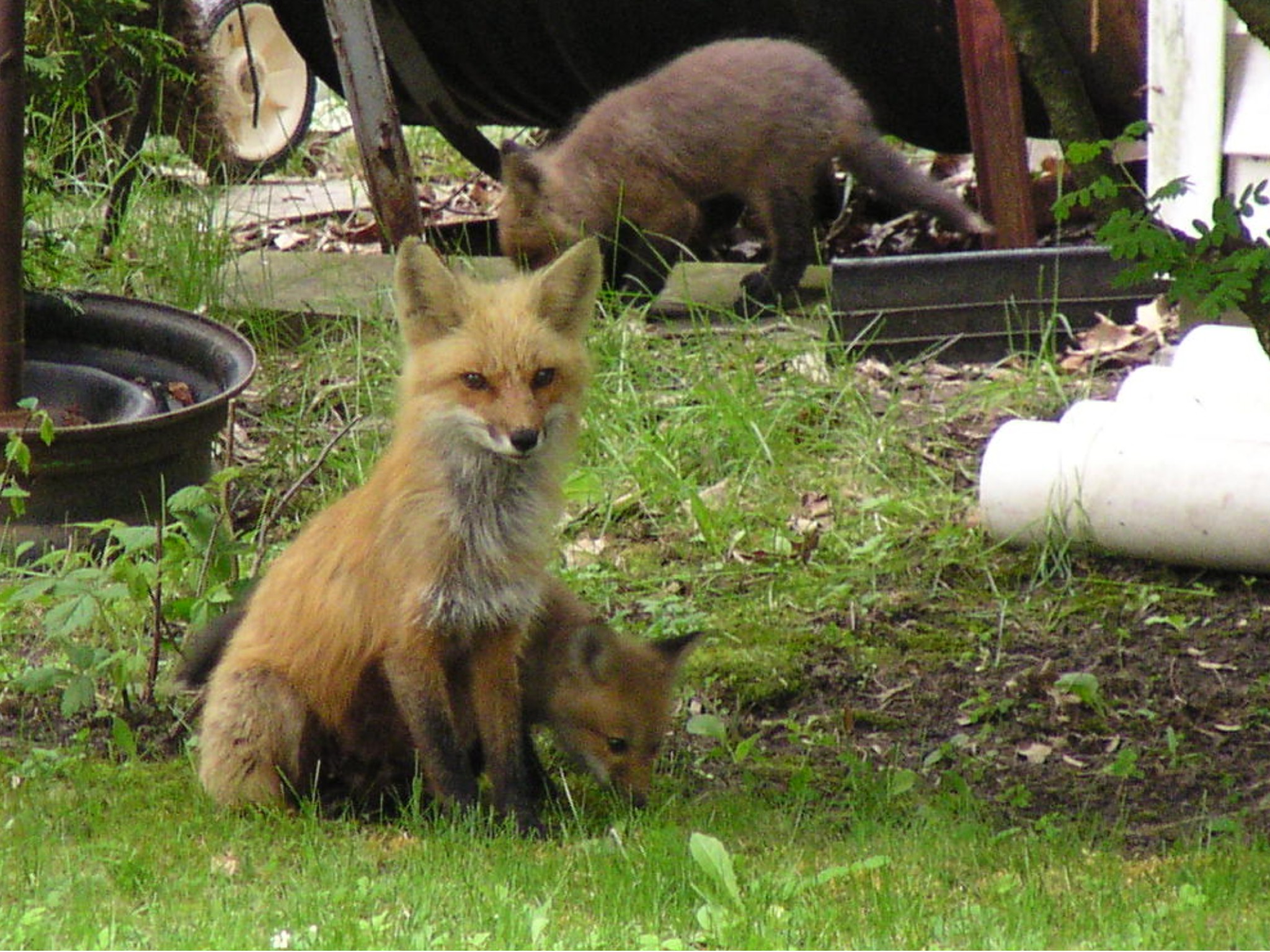 La maman renard et ses 2 petits...