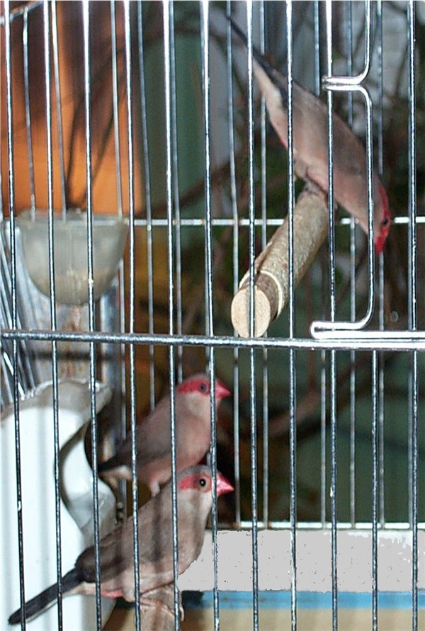 Les p'tits oiseaux dit �zoiseaux�