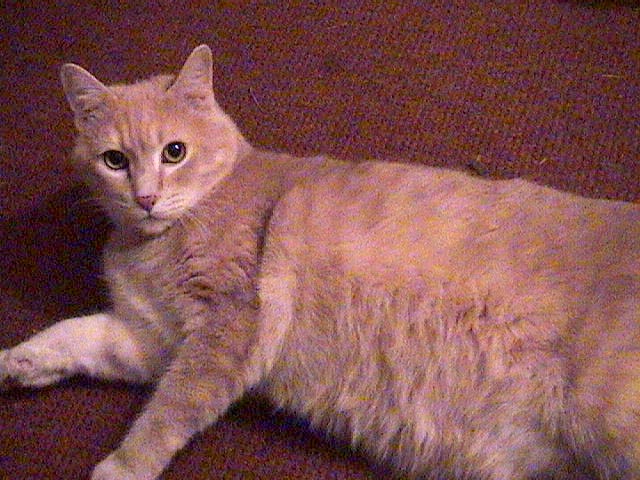 PUSS