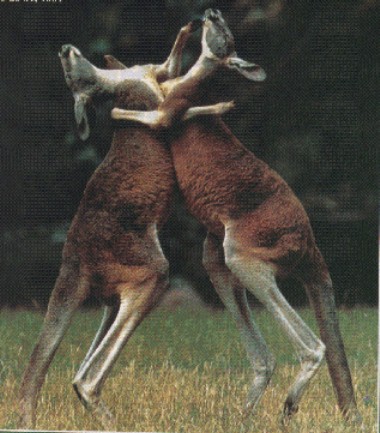 These are fighting kangaroos they fight with there hind legs!