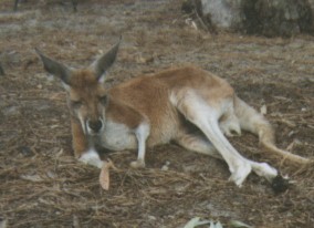 This is a picture I took at the Perth zoo!