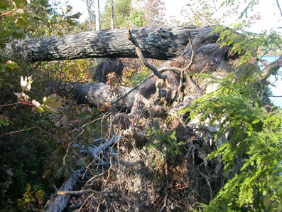 [Several trees on one root]
