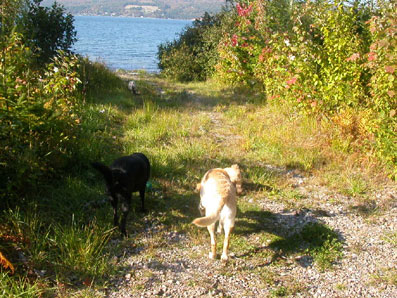 [The Dogs]