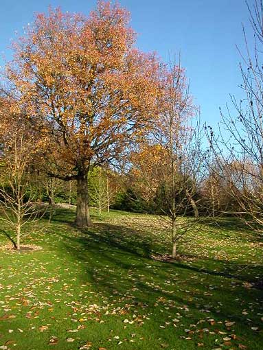 [Edinburgh in the Fall]