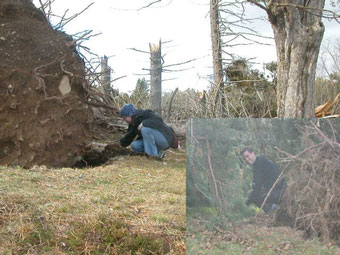 [Planting new trees]