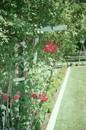 back yard from another angle